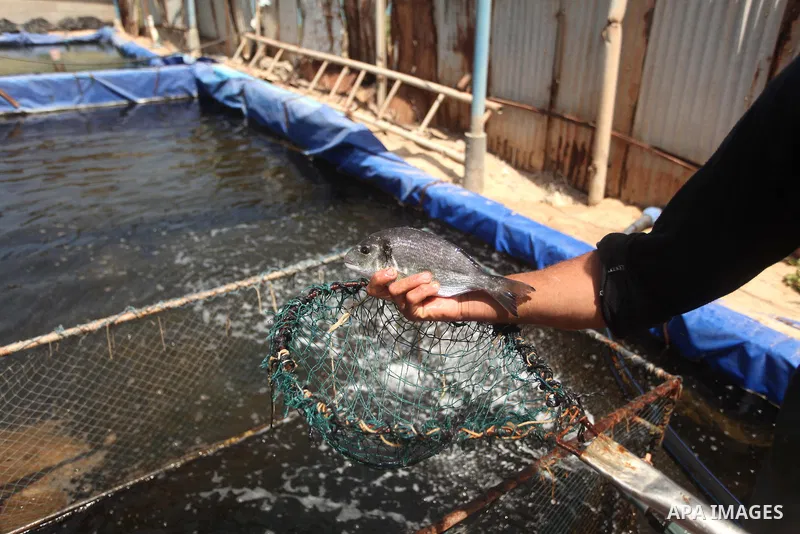 A Palestinian man displays a bream fish at a fish farm in Gaza city on April 28, 2015. Restrictions placed on Gaza fishermen by Israeli naval vessels has made living from the sea an almost impossible occupation, whereas...