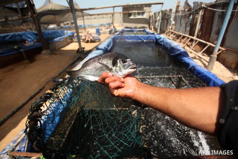 A Palestinian man displays a bream fish at a fish farm in Gaza city on April 28, 2015. Restrictions placed on Gaza fishermen by Israeli naval vessels has made living from the sea an almost impossible occupation, whereas...