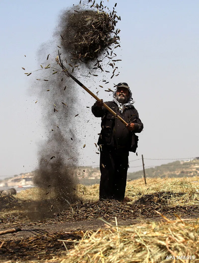 A Palestinian worker gathers burned wheat while producing the 'Freekeh' on a farm near the west bank city of Jenin 26, April 2015. Freekeh a cereal food made from green wheat that goes through a roasting process in its p...
