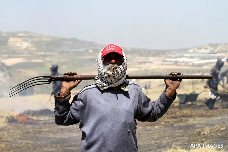 A Palestinian worker poses for a picture while producing the 'Freekeh' on a farm near the west bank city of Jenin 26, April 2015. Freekeh a cereal food made from green wheat that goes through a roasting process in its pr...