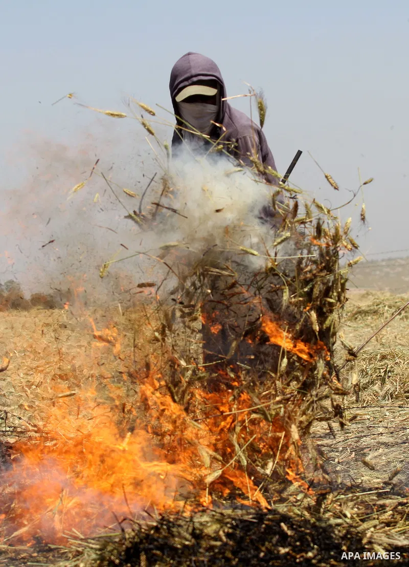 A Palestinian worker sets on fire wheat while producing the "Freekeh" in a farm near the west bank city of Jenin 26, April 2015. Freekeh a cereal food made from green wheat that goes through a roasting process in its pro...