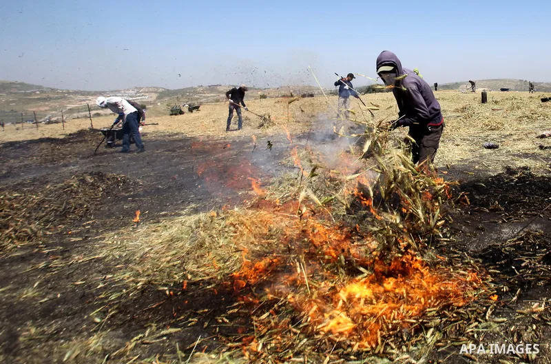 A Palestinian worker sets on fire wheat while producing the "Freekeh" in a farm near the west bank city of Jenin 26, April 2015. Freekeh a cereal food made from green wheat that goes through a roasting process in its pro...