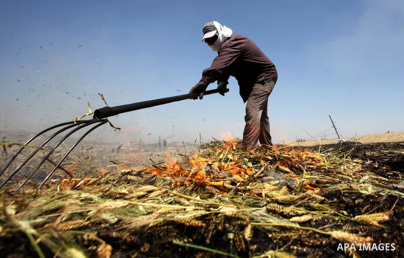 A Palestinian worker sets on fire wheat while producing the "Freekeh" in a farm near the west bank city of Jenin 26, April 2015. Freekeh a cereal food made from green wheat that goes through a roasting process in its pro...