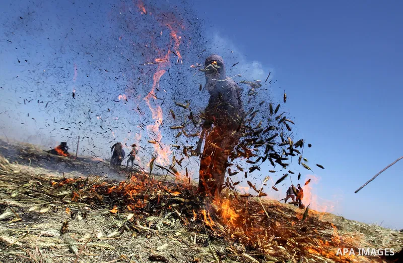 A Palestinian worker sets on fire wheat while producing the "Freekeh" in a farm near the west bank city of Jenin 26, April 2015. Freekeh a cereal food made from green wheat that goes through a roasting process in its pro...