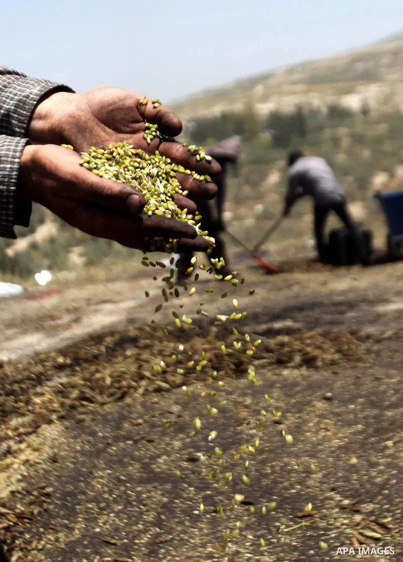 A Palestinian worker displays burned wheat while producing the 'Freekeh' on a farm near the west bank city of Jenin 26, April 2015. Freekeh a cereal food made from green wheat that goes through a roasting process in its...