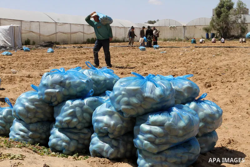 Palestinian farmers harvest the potatoes crop, in Rafah in the southern Gaza strip, on April 30, 2015. Photo by Abed Rahim Khatib