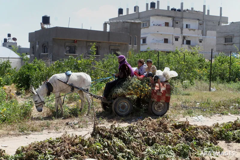 Palestinian farmers harvest the potatoes crop, in Rafah in the southern Gaza strip, on April 30, 2015. Photo by Abed Rahim Khatib