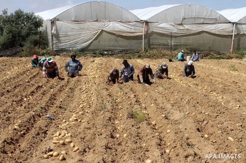 Palestinian farmers harvest the potatoes crop, in Rafah in the southern Gaza strip, on April 30, 2015. Photo by Abed Rahim Khatib