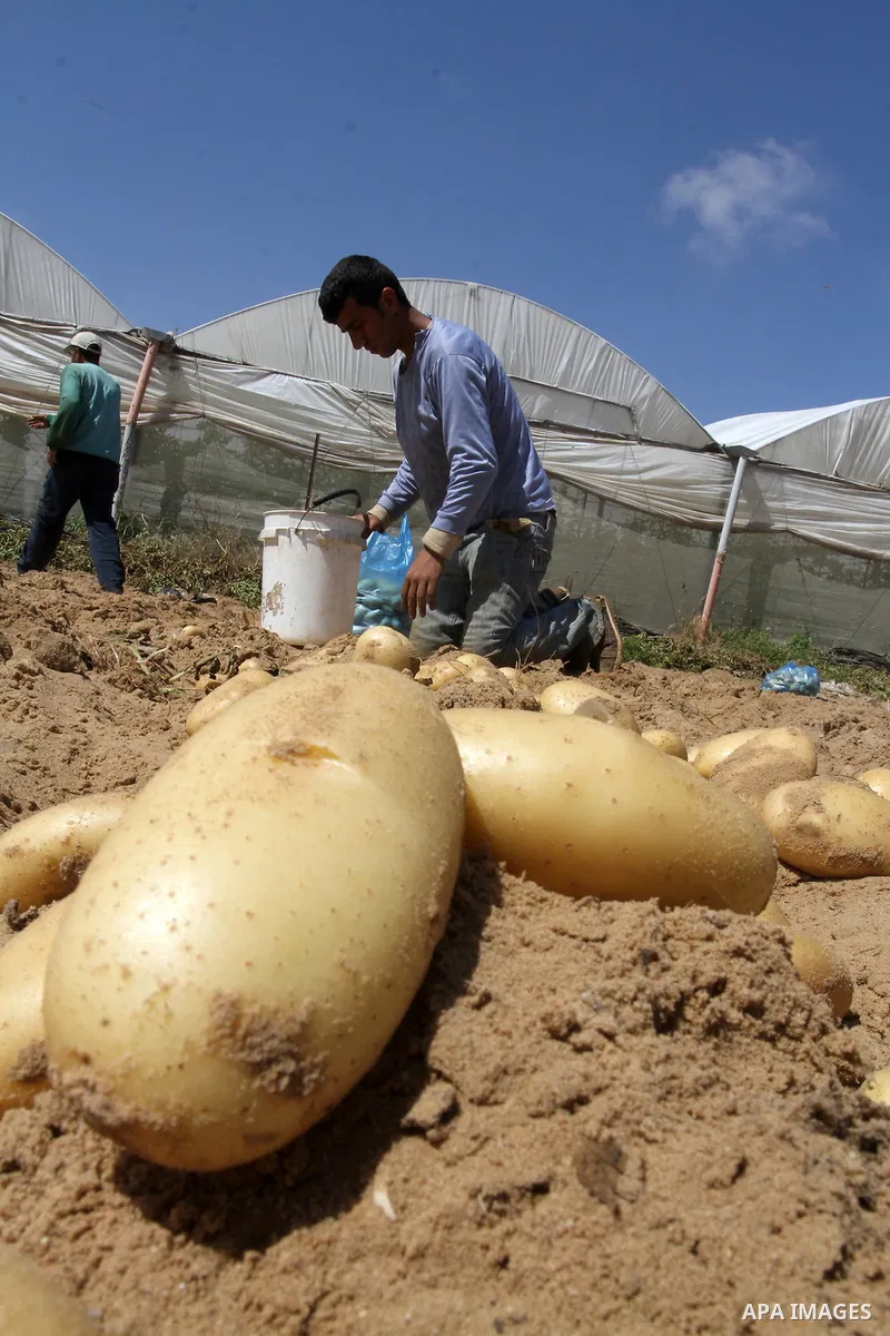 Palestinian farmers harvest the potatoes crop, in Rafah in the southern Gaza strip, on April 30, 2015. Photo by Abed Rahim Khatib