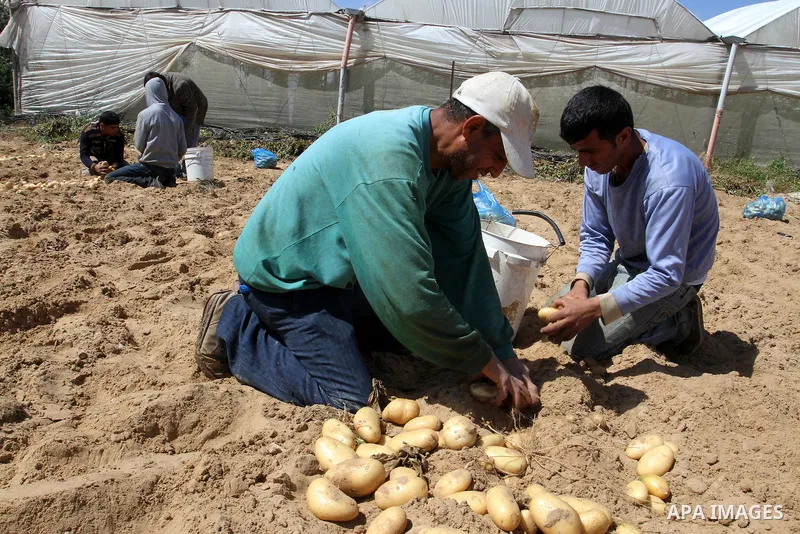 Palestinian farmers harvest the potatoes crop, in Rafah in the southern Gaza strip, on April 30, 2015. Photo by Abed Rahim Khatib