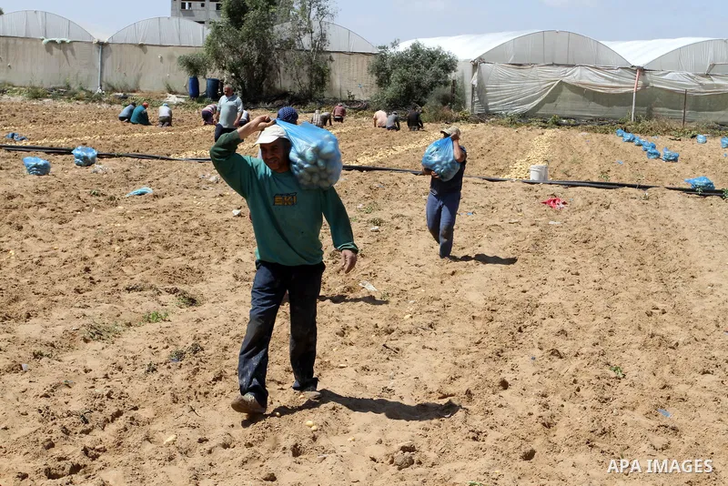 Palestinian farmers harvest the potatoes crop, in Rafah in the southern Gaza strip, on April 30, 2015. Photo by Abed Rahim Khatib