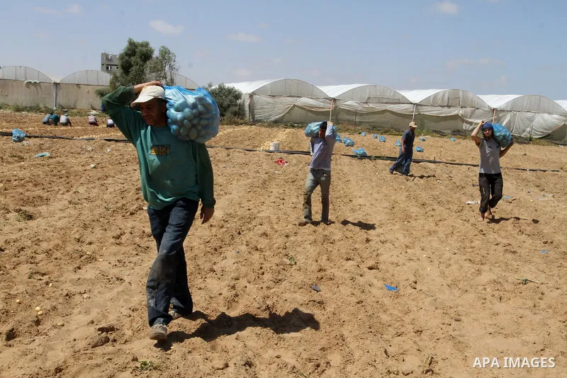 Palestinian farmers harvest the potatoes crop, in Rafah in the southern Gaza strip, on April 30, 2015. Photo by Abed Rahim Khatib