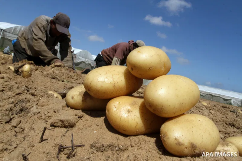Palestinian farmers harvest the potatoes crop, in Rafah in the southern Gaza strip, on April 30, 2015. Photo by Abed Rahim Khatib
