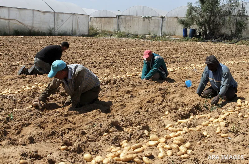 Palestinian farmers harvest the potatoes crop, in Rafah in the southern Gaza strip, on April 30, 2015. Photo by Abed Rahim Khatib
