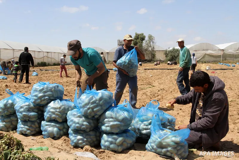 Palestinian farmers harvest the potatoes crop, in Rafah in the southern Gaza strip, on April 30, 2015. Photo by Abed Rahim Khatib