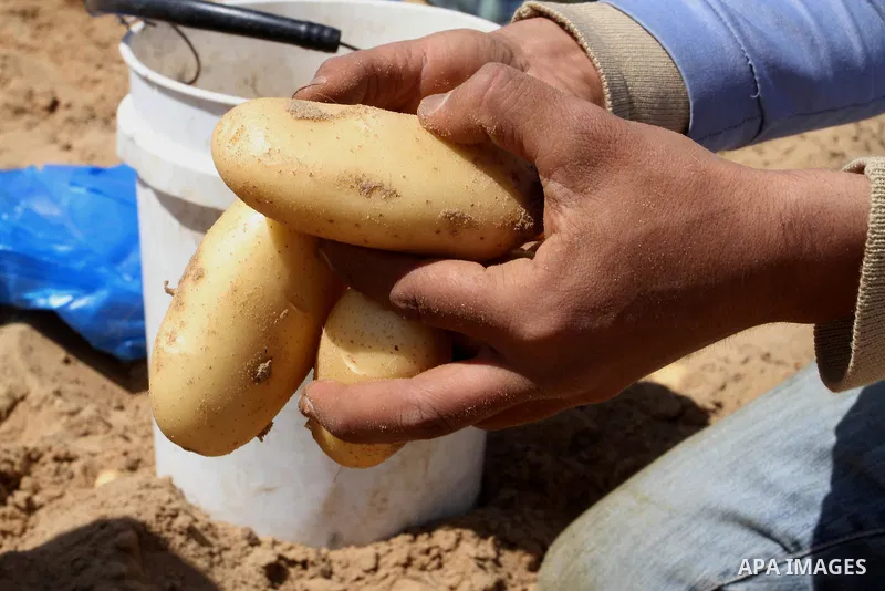 Palestinian farmers harvest the potatoes crop, in Rafah in the southern Gaza strip, on April 30, 2015. Photo by Abed Rahim Khatib