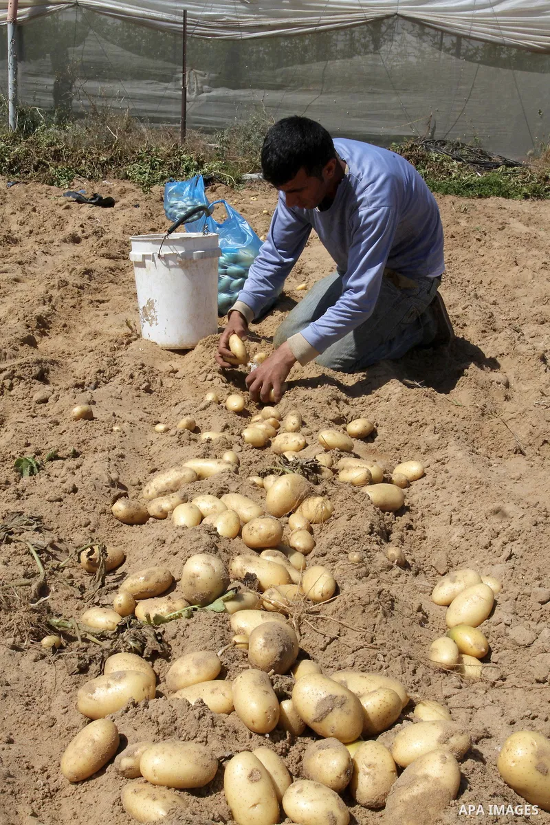 Palestinian farmers harvest the potatoes crop, in Rafah in the southern Gaza strip, on April 30, 2015. Photo by Abed Rahim Khatib