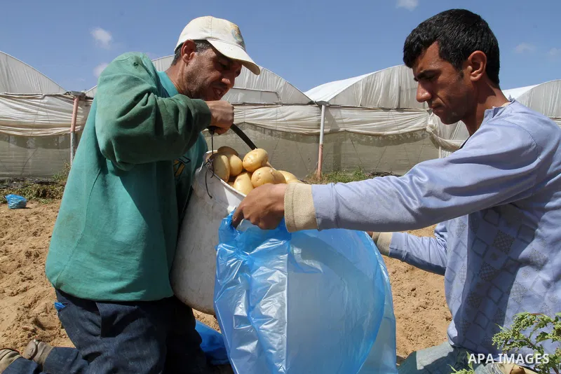 Palestinian farmers harvest the potatoes crop, in Rafah in the southern Gaza strip, on April 30, 2015. Photo by Abed Rahim Khatib