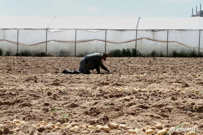Palestinian farmers harvest the potatoes crop, in Rafah in the southern Gaza strip, on April 30, 2015. Photo by Abed Rahim Khatib