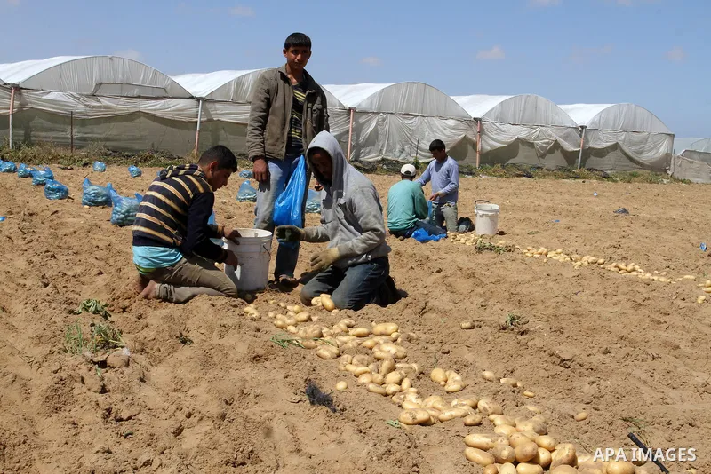 Palestinian farmers harvest the potatoes crop, in Rafah in the southern Gaza strip, on April 30, 2015. Photo by Abed Rahim Khatib