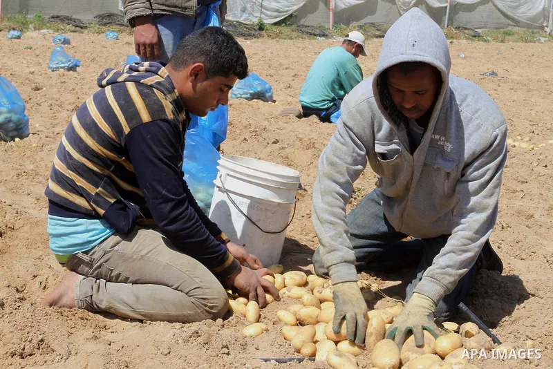 Palestinian farmers harvest the potatoes crop, in Rafah in the southern Gaza strip, on April 30, 2015. Photo by Abed Rahim Khatib