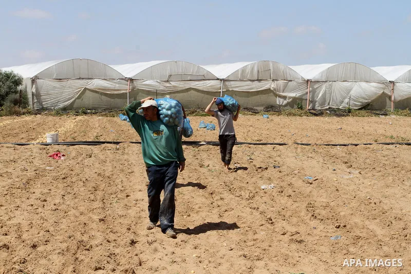 Palestinian farmers harvest the potatoes crop, in Rafah in the southern Gaza strip, on April 30, 2015. Photo by Abed Rahim Khatib