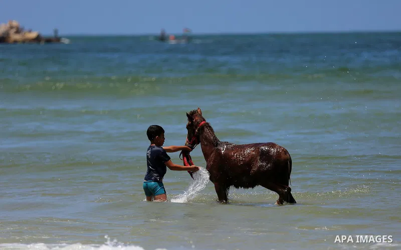 A Palestinian boy washes his donkey as he swims at the beach of Gaza city on April 30, 2015. Photo by Ashraf Amra