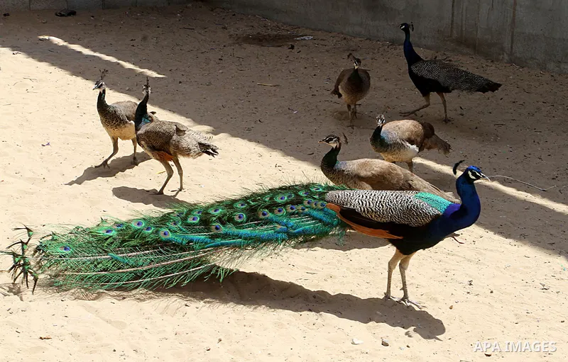 A peacock walks with his peahens at a local breeding farm in Khan Younis in the southern Gaza Strip, May 5, 2015. Male peacocks display and shake its tail feather to attract attention to female peahens during courtship....