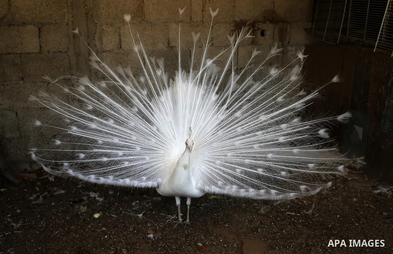A white peacock displays its tail feathers at a local breeding farm in Khan Younis in the southern Gaza Strip, May 5, 2015. Male peacocks display and shake its tail feather to attract attention to female peahens during c...