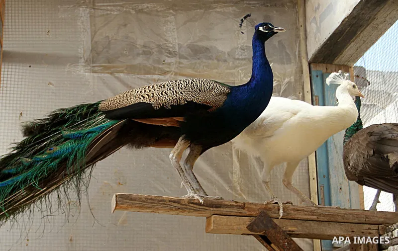 Peacocks stand at a local breeding farm in Khan Younis in the southern Gaza Strip, May 5, 2015. Male peacocks display and shake its tail feather to attract attention to female peahens during courtship. Photo by Abed Rahi...