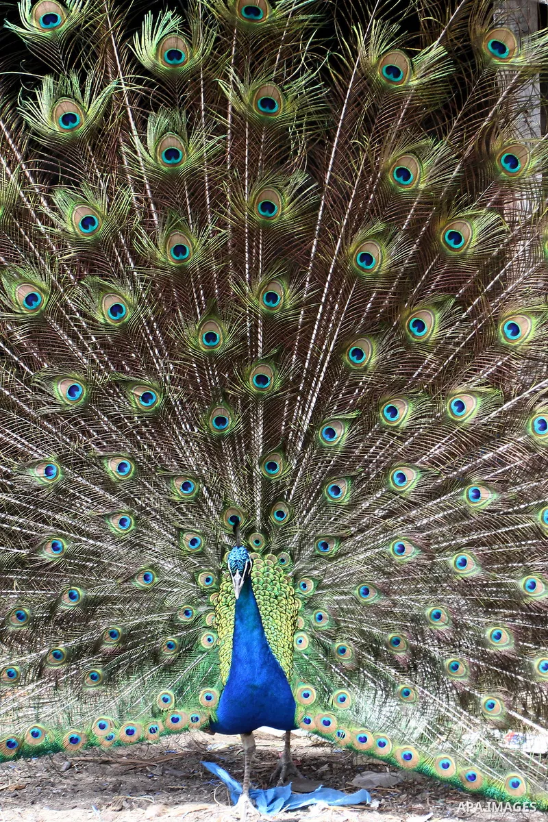 A peacock displays its tail feathers at a local breeding farm in Khan Younis in the southern Gaza Strip, May 5, 2015. Male peacocks display and shake its tail feather to attract attention to female peahens during courtsh...