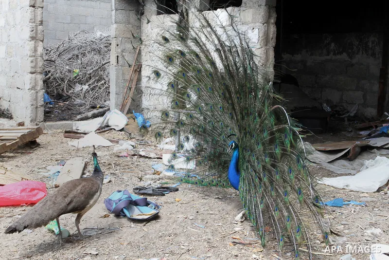 A peacock displays its tail feathers at a local breeding farm in Khan Younis in the southern Gaza Strip, May 5, 2015. Male peacocks display and shake its tail feather to attract attention to female peahens during courtsh...