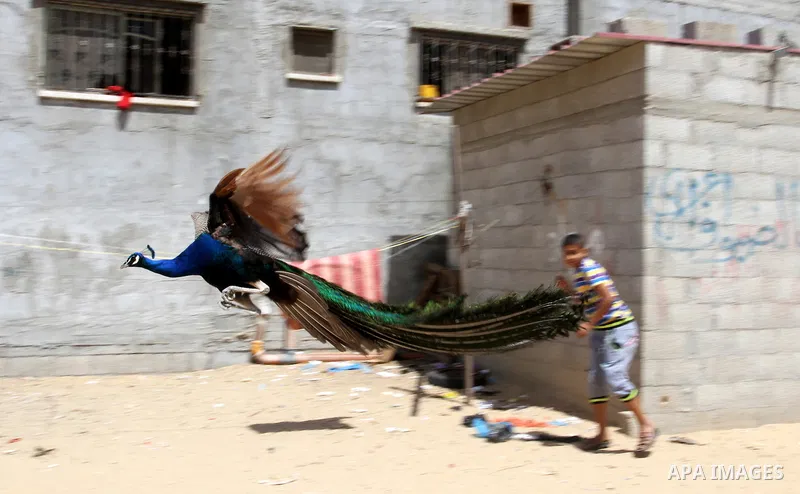 A boy runs as a peacock flies at a local breeding farm in Khan Younis in the southern Gaza Strip, May 5, 2015. Male peacocks display and shake its tail feather to attract attention to female peahens during courtship. Pho...