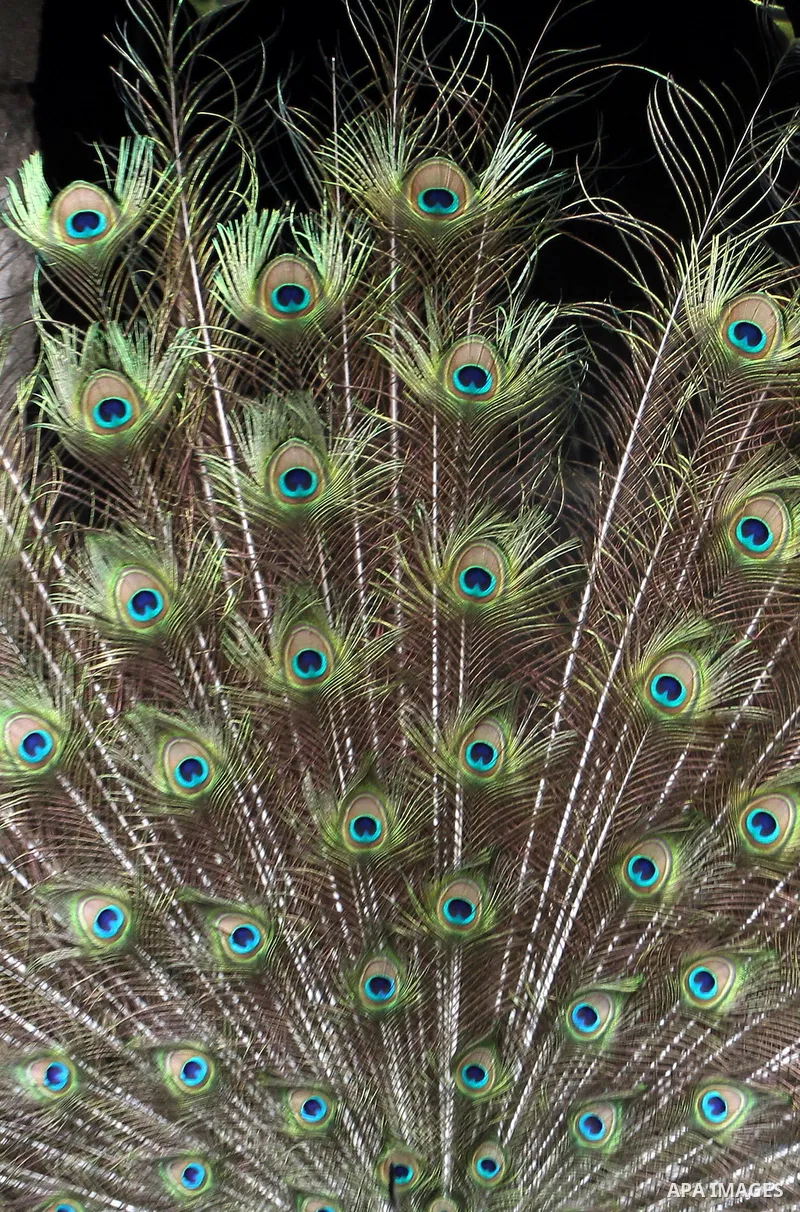 A peacock displays its tail feathers at a local breeding farm in Khan Younis in the southern Gaza Strip, May 5, 2015. Male peacocks display and shake its tail feather to attract attention to female peahens during courtsh...