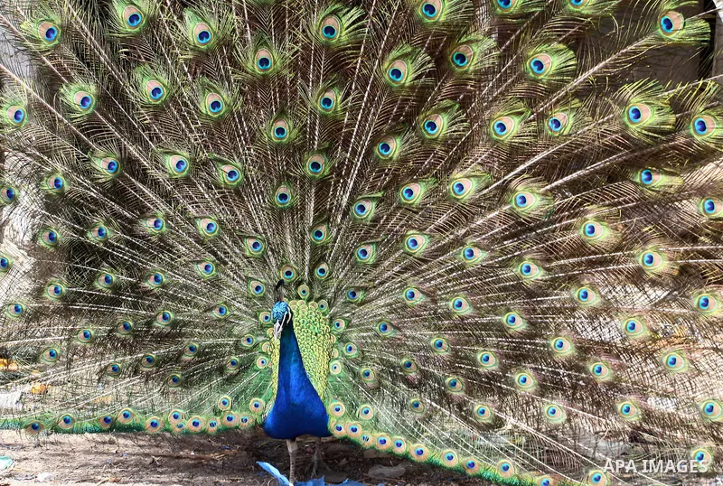 A peacock displays its tail feathers at a local breeding farm in Khan Younis in the southern Gaza Strip, May 5, 2015. Male peacocks display and shake its tail feather to attract attention to female peahens during courtsh...