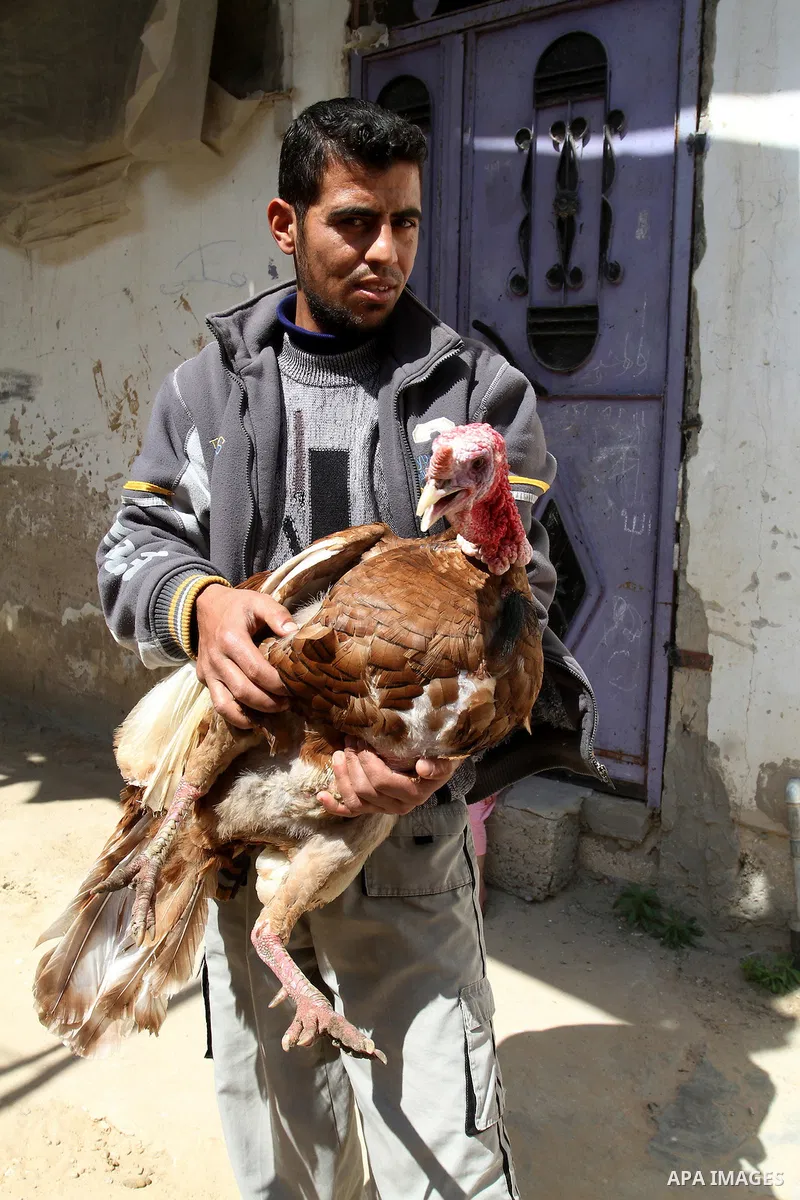 A man carries a turkey is seen at a street in Khan Younis in the southern Gaza Strip, May 5, 2015. Photo by Abed Rahim Khatib