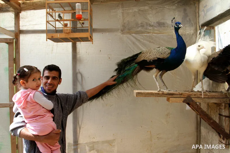 A man touches peacock tail at a local breeding farm in Khan Younis in the southern Gaza Strip, May 5, 2015. Male peacocks display and shake its tail feather to attract attention to female peahens during courtship. Photo...
