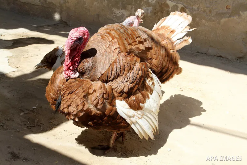 A turkey is seen walks at a street in Khan Younis in the southern Gaza Strip, May 5, 2015. Photo by Abed Rahim Khatib