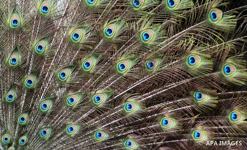 A peacock displays its tail feathers at a local breeding farm in Khan Younis in the southern Gaza Strip, May 5, 2015. Male peacocks display and shake its tail feather to attract attention to female peahens during courtsh...