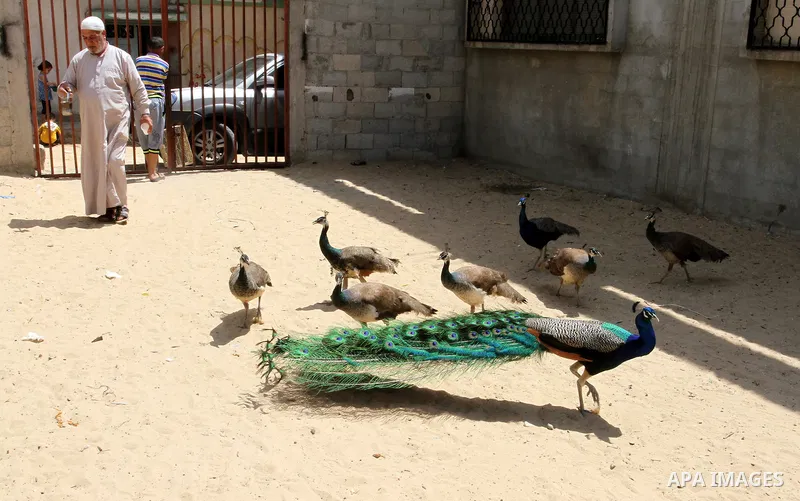 A peacock walks with his peahens at a local breeding farm in Khan Younis in the southern Gaza Strip, May 5, 2015. Male peacocks display and shake its tail feather to attract attention to female peahens during courtship....