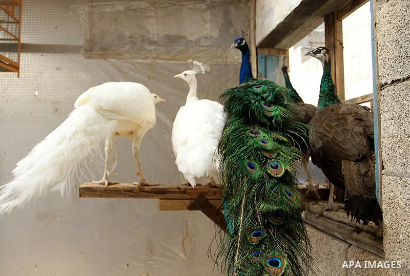 Peacocks stand at a local breeding farm in Khan Younis in the southern Gaza Strip, May 5, 2015. Male peacocks display and shake its tail feather to attract attention to female peahens during courtship. Photo by Abed Rahi...