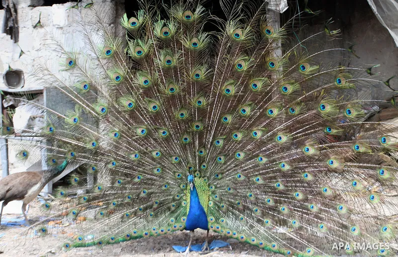 A peacock displays its tail feathers at a local breeding farm in Khan Younis in the southern Gaza Strip, May 5, 2015. Male peacocks display and shake its tail feather to attract attention to female peahens during courtsh...