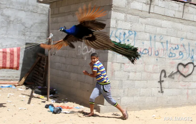 A boy runs as a peacock flies at a local breeding farm in Khan Younis in the southern Gaza Strip, May 5, 2015. Male peacocks display and shake its tail feather to attract attention to female peahens during courtship. Pho...