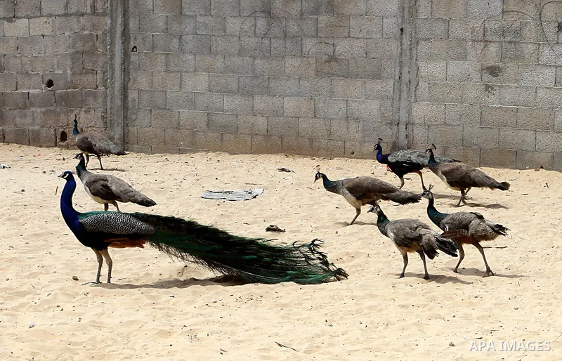 A peacock walks with his peahens at a local breeding farm in Khan Younis in the southern Gaza Strip, May 5, 2015. Male peacocks display and shake its tail feather to attract attention to female peahens during courtship....