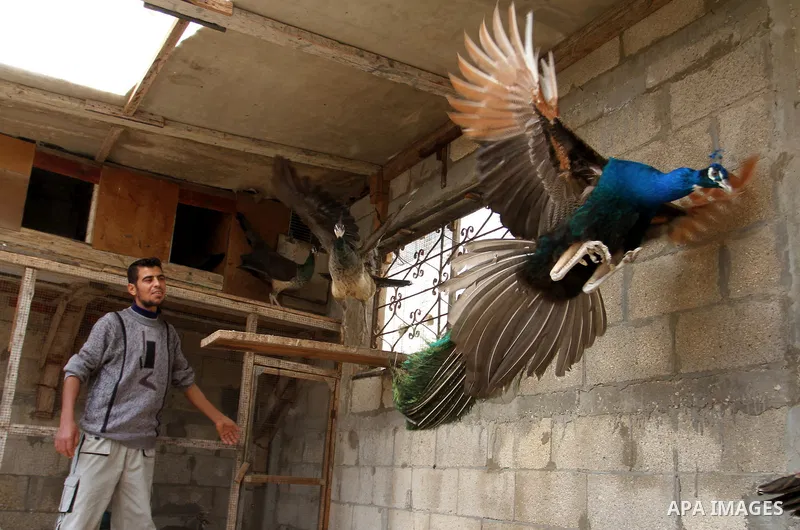A peacock flies at a local breeding farm in Khan Younis in the southern Gaza Strip, May 5, 2015. Male peacocks display and shake its tail feather to attract attention to female peahens during courtship. Photo by Abed Rah...