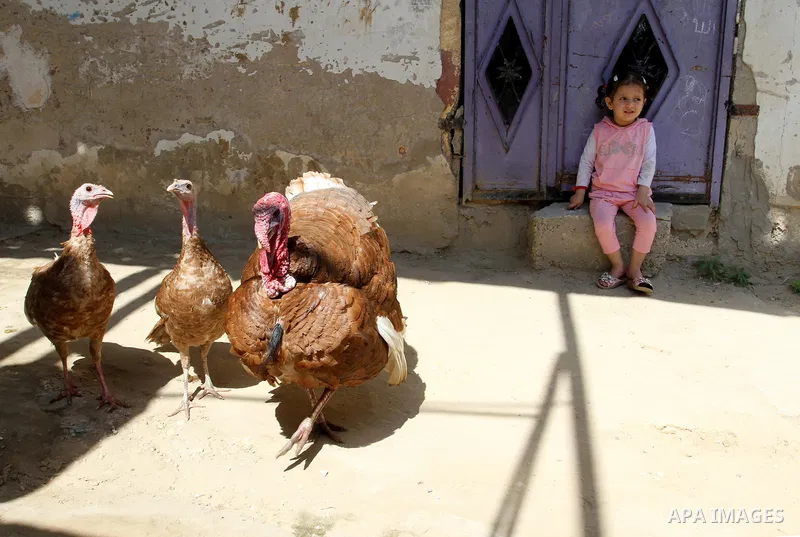 A girl sit in front of turkeys at a street in Khan Younis in the southern Gaza Strip, May 5, 2015. Photo by Abed Rahim Khatib