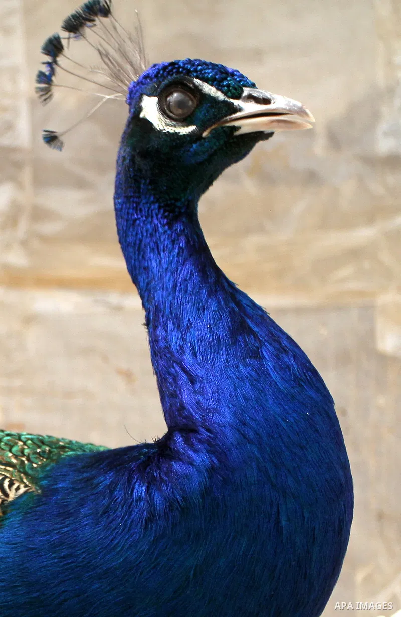 A Peacock stands at a local breeding farm in Khan Younis in the southern Gaza Strip, May 5, 2015. Male peacocks display and shake its tail feather to attract attention to female peahens during courtship. Photo by Abed Ra...