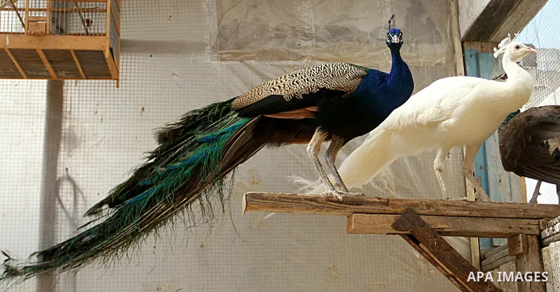 Peacocks stand at a local breeding farm in Khan Younis in the southern Gaza Strip, May 5, 2015. Male peacocks display and shake its tail feather to attract attention to female peahens during courtship. Photo by Abed Rahi...