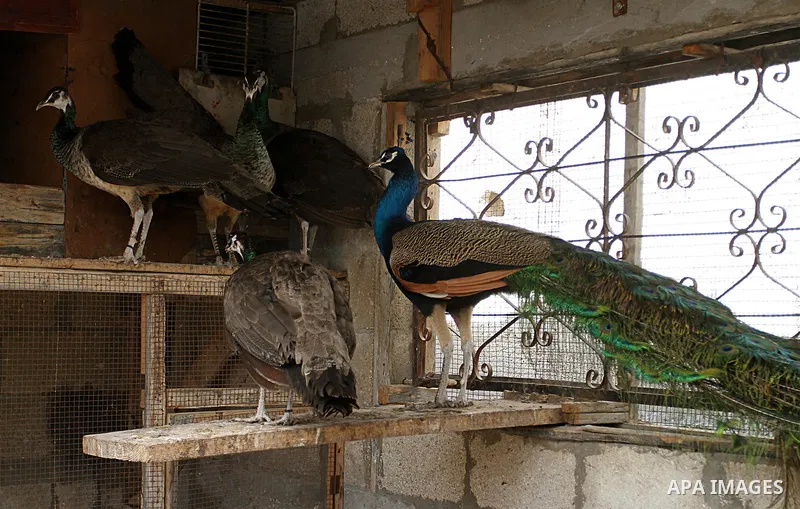 A peacock stands with his peahens at a local breeding farm in Khan Younis in the southern Gaza Strip, May 5, 2015. Male peacocks display and shake its tail feather to attract attention to female peahens during courtship....