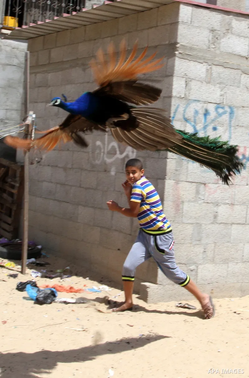 A boy runs as a peacock flies at a local breeding farm in Khan Younis in the southern Gaza Strip, May 5, 2015. Male peacocks display and shake its tail feather to attract attention to female peahens during courtship. Pho...